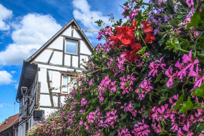 strasbourg guided tours